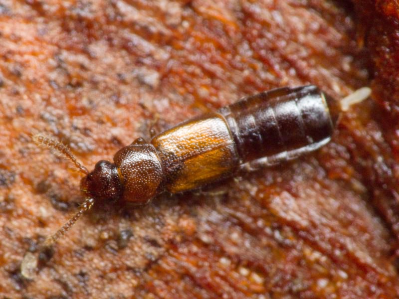 Staphylinidae Latreille, 1802